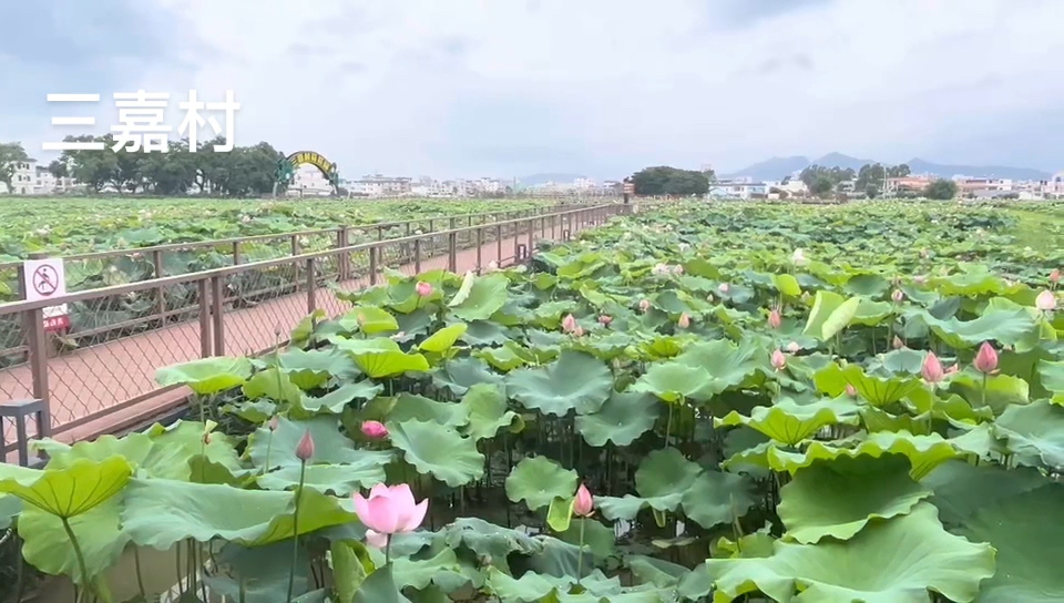 行摄:博罗石坝镇三嘉村的几百亩荷花,亭亭玉立,迎风摇曳,成为村庄里最
