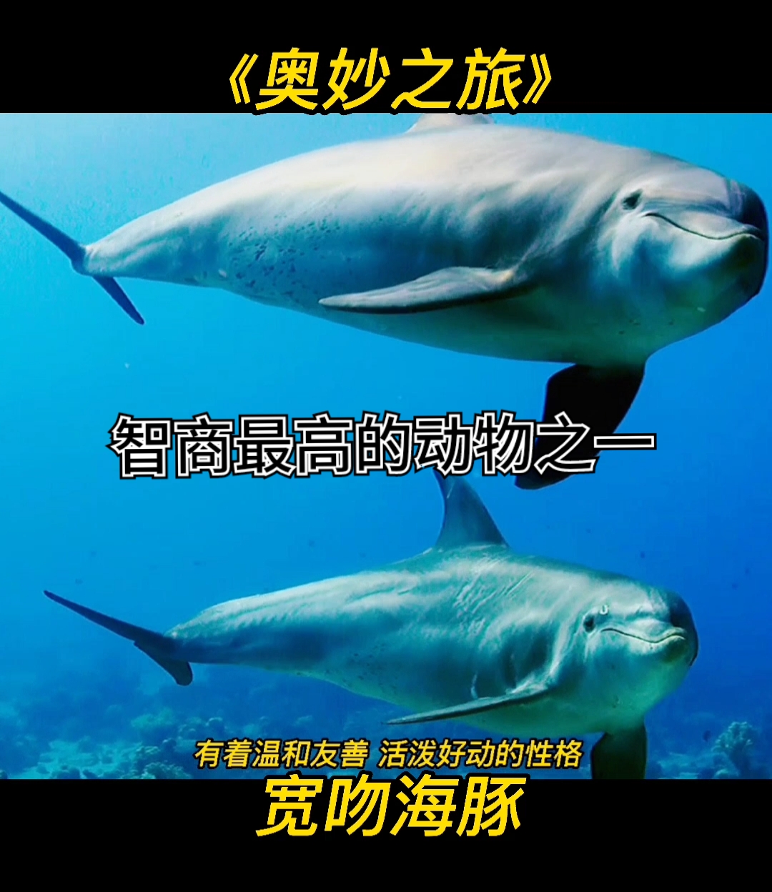 海豚#科普一下,其实海豚属于小型鲸鱼