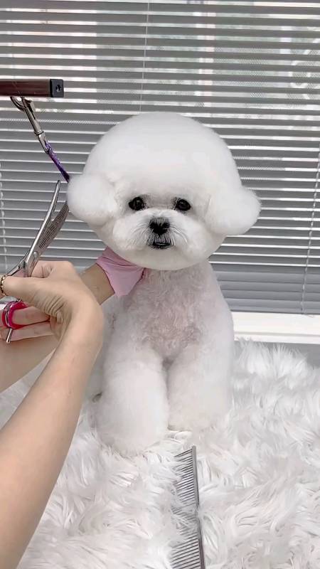 萌宠趣事打卡#剪小比熊犬的耳朵毛