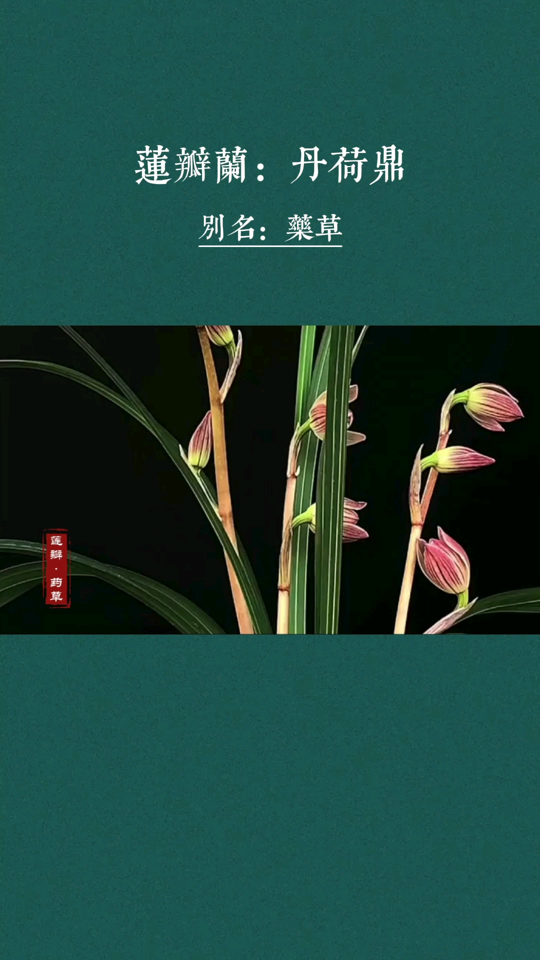 兰花莲瓣兰丹荷鼎又名药草