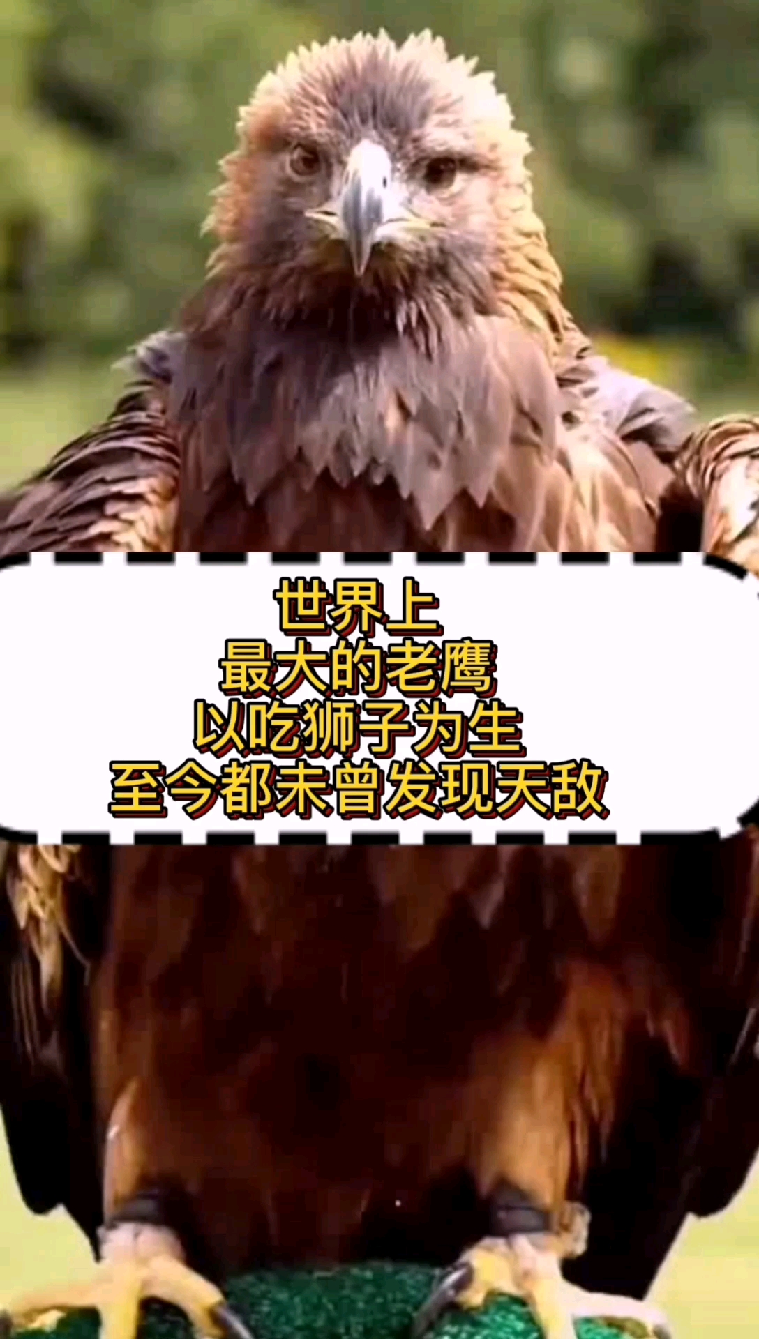 奇闻趣事抢先看#世界上最大的老鹰,以吃狮子为生,至今都未曾发现痰行