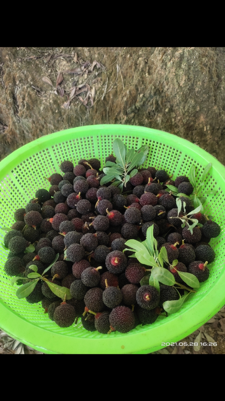 少量乌酥杨梅