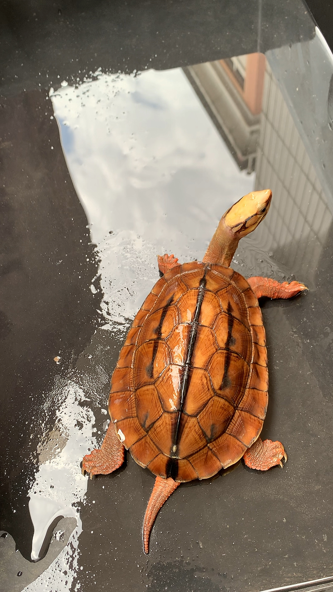 金钱龟欣赏一下金钱龟的美