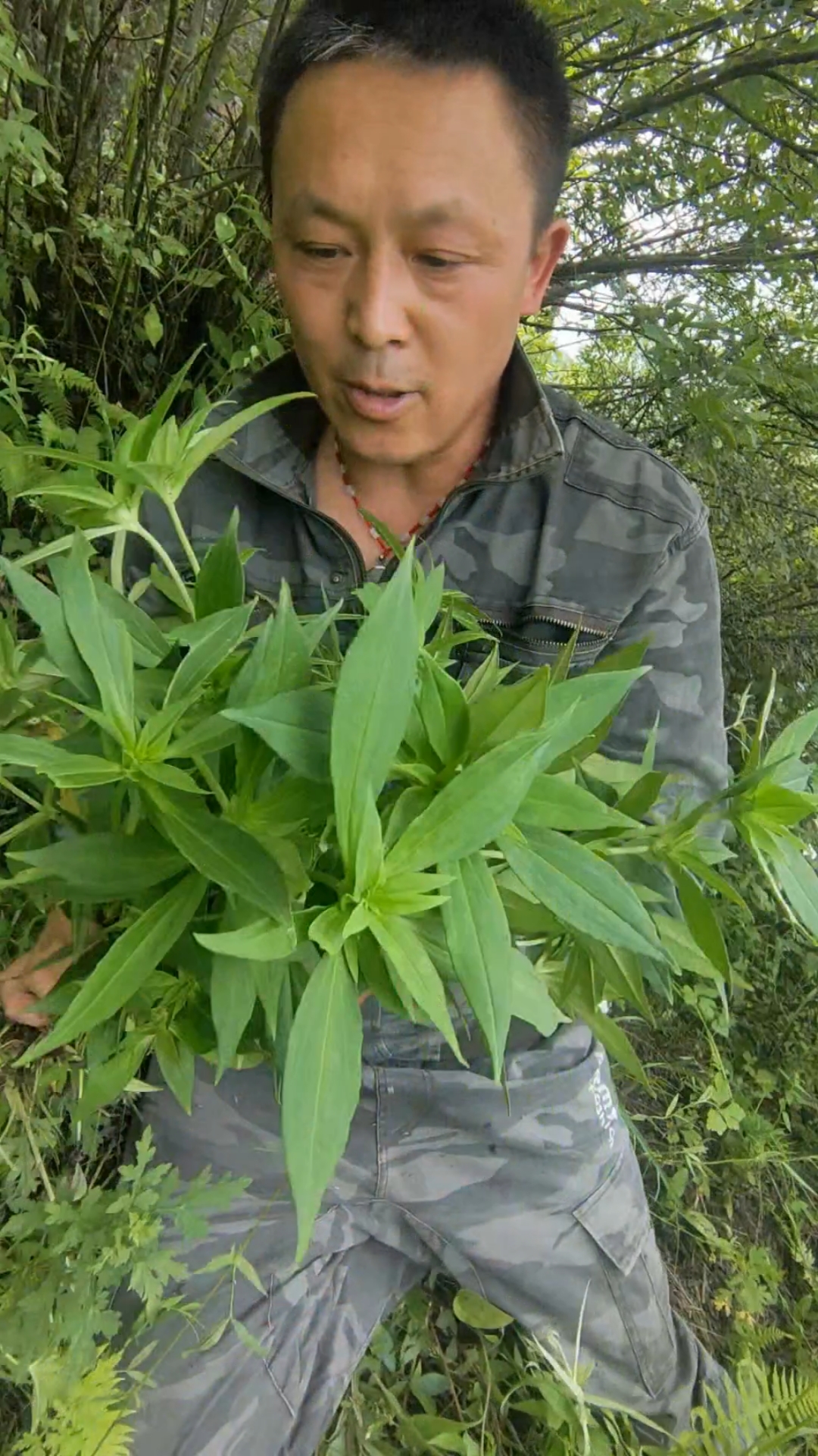 好物推荐#采点龙胆草泡水喝