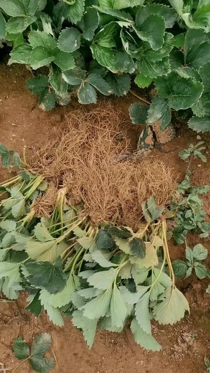 红颜草莓苗#红颜草莓苗根系发达成活率高