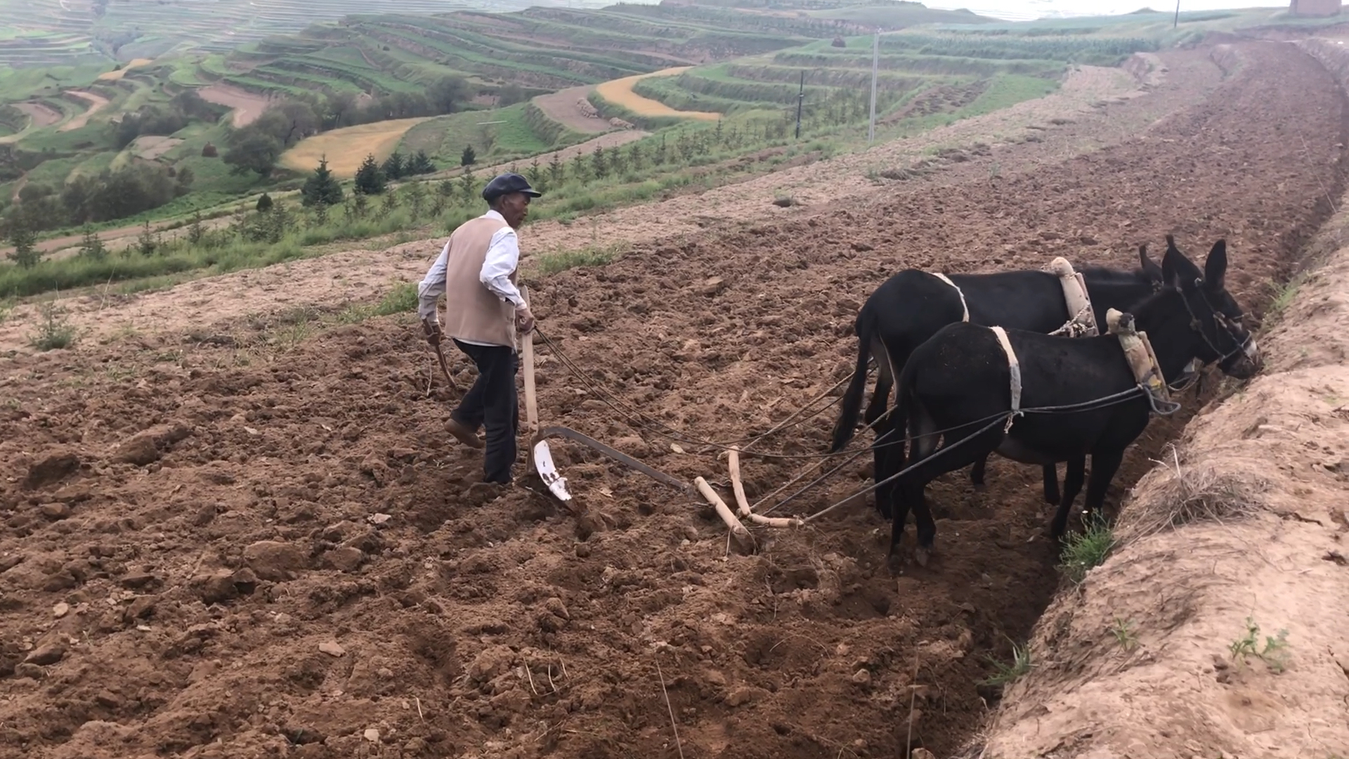 甘肃老家毛驴耕地