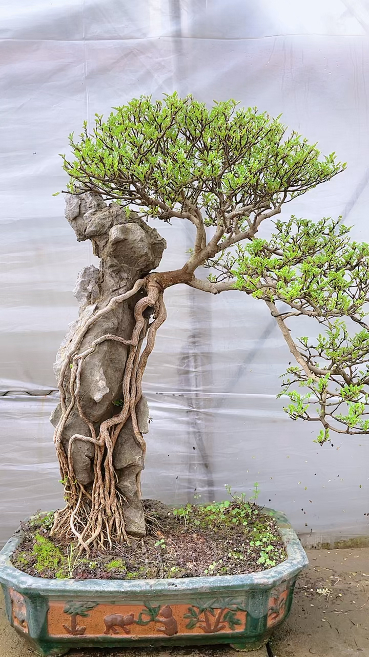 清香木盆景提根抱石清香木