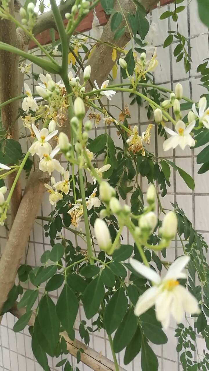 辣木籽开花啦…树顶挂着一条去年的果