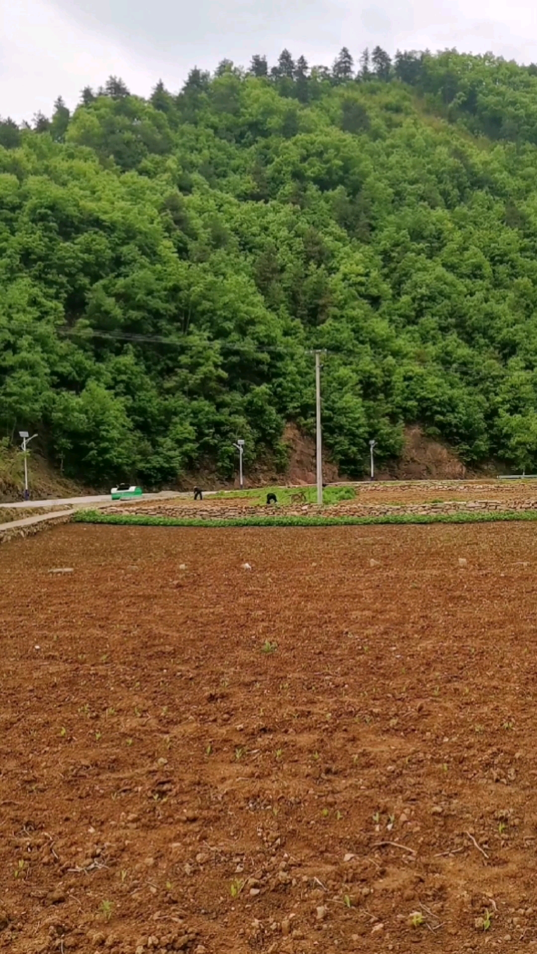 记录我的农村生活#黄土地上的守护者