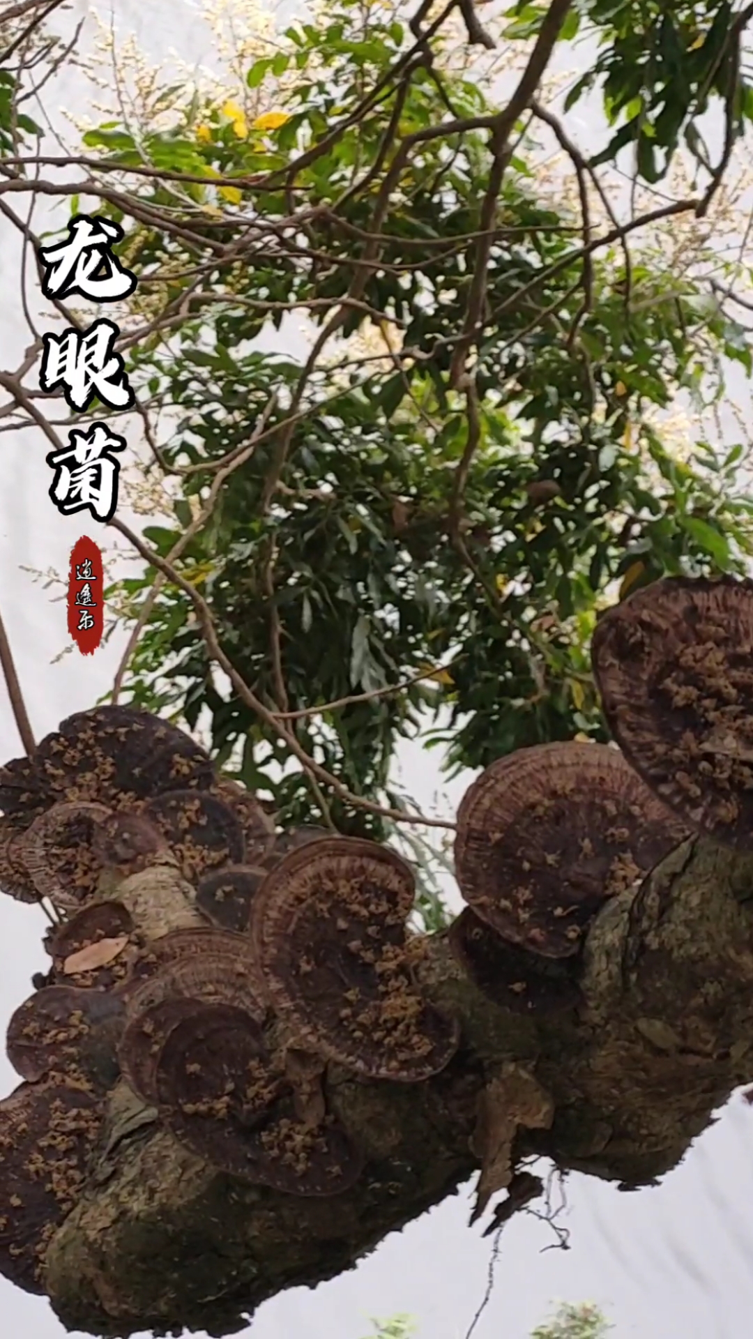 认识中草药#百草中药之龙眼菌,无患子科龙眼属植物,俗称:蜂窝灵芝四 