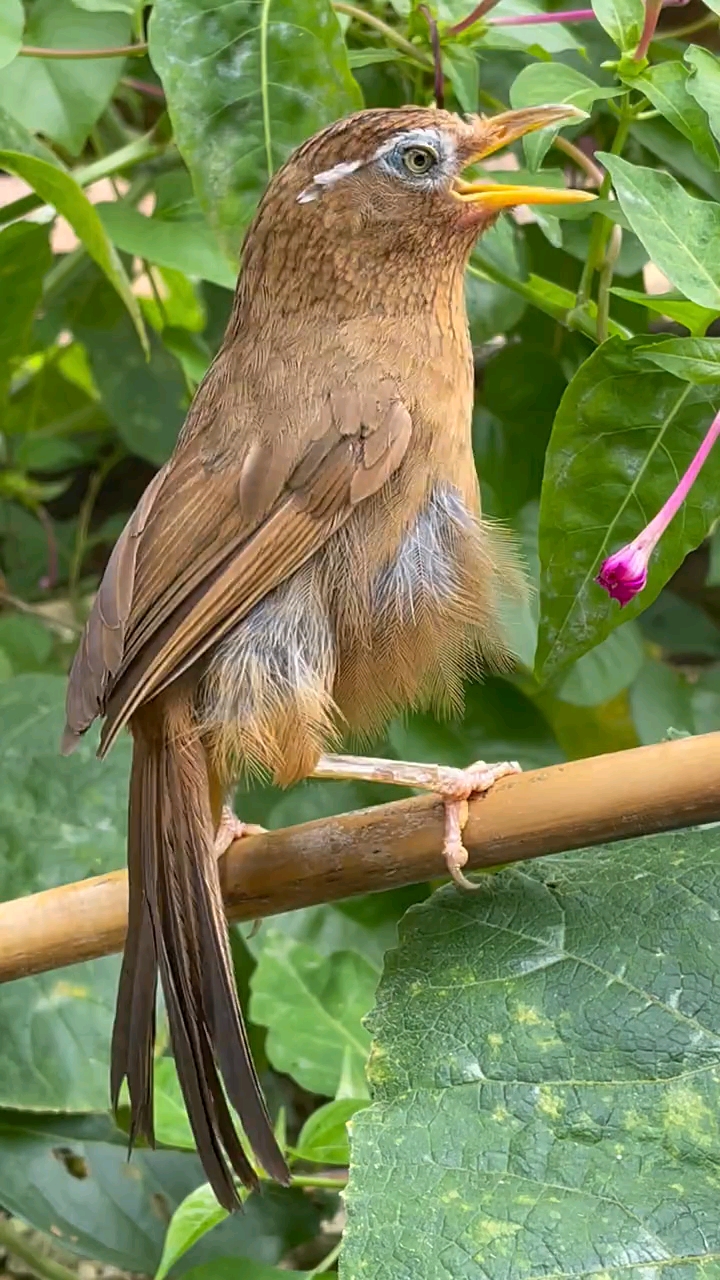 紅哥鳥類攝影#大叫畫眉鳥