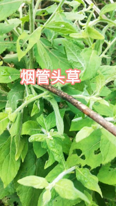 认识植物药材#烟管头草别称挖耳草,花形状相似塞满