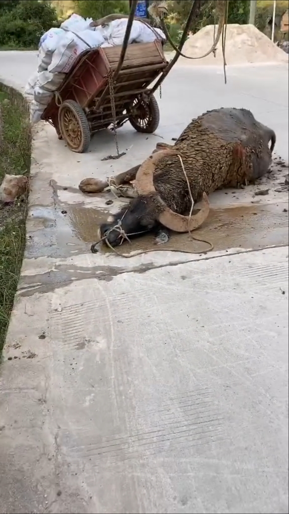 耕地累死牛图片图片