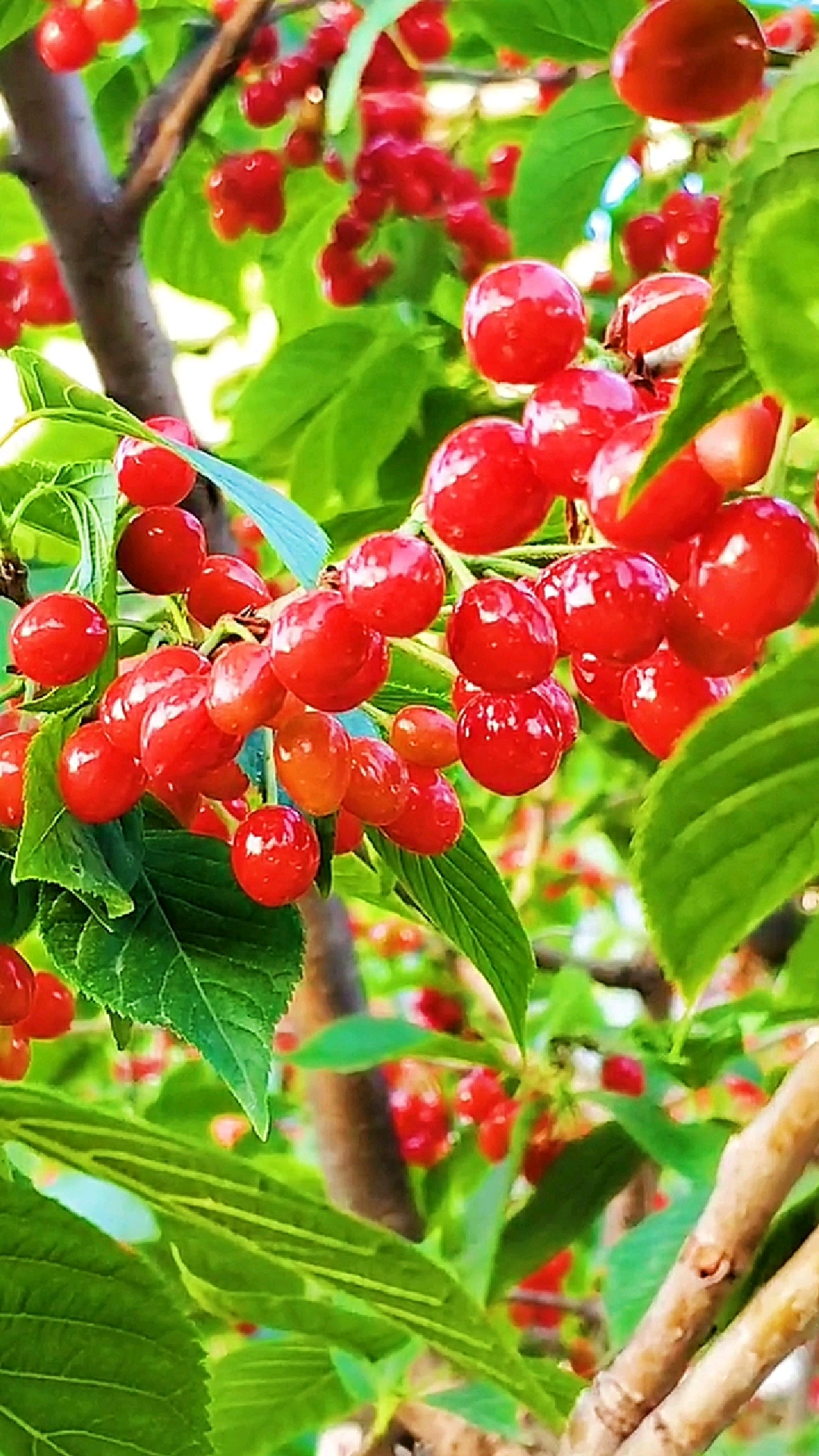 小红灯笼挂满枝头叫人心里冲满高兴的心情,樱桃熟了果实累累,漂亮安逸