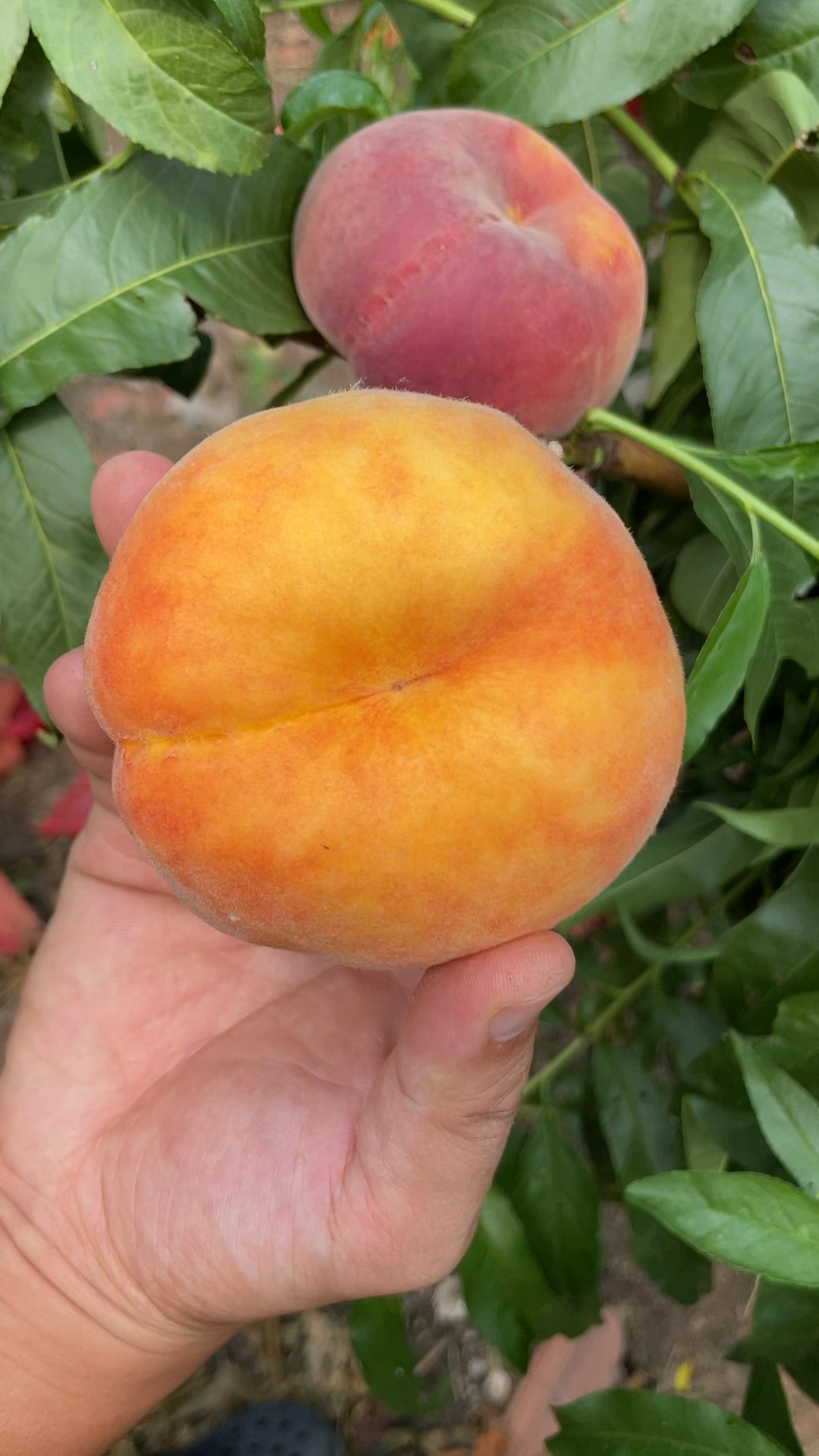 中蟠17号黄肉毛蟠桃可以不套袋不裂果平均300克大果500克糖度20