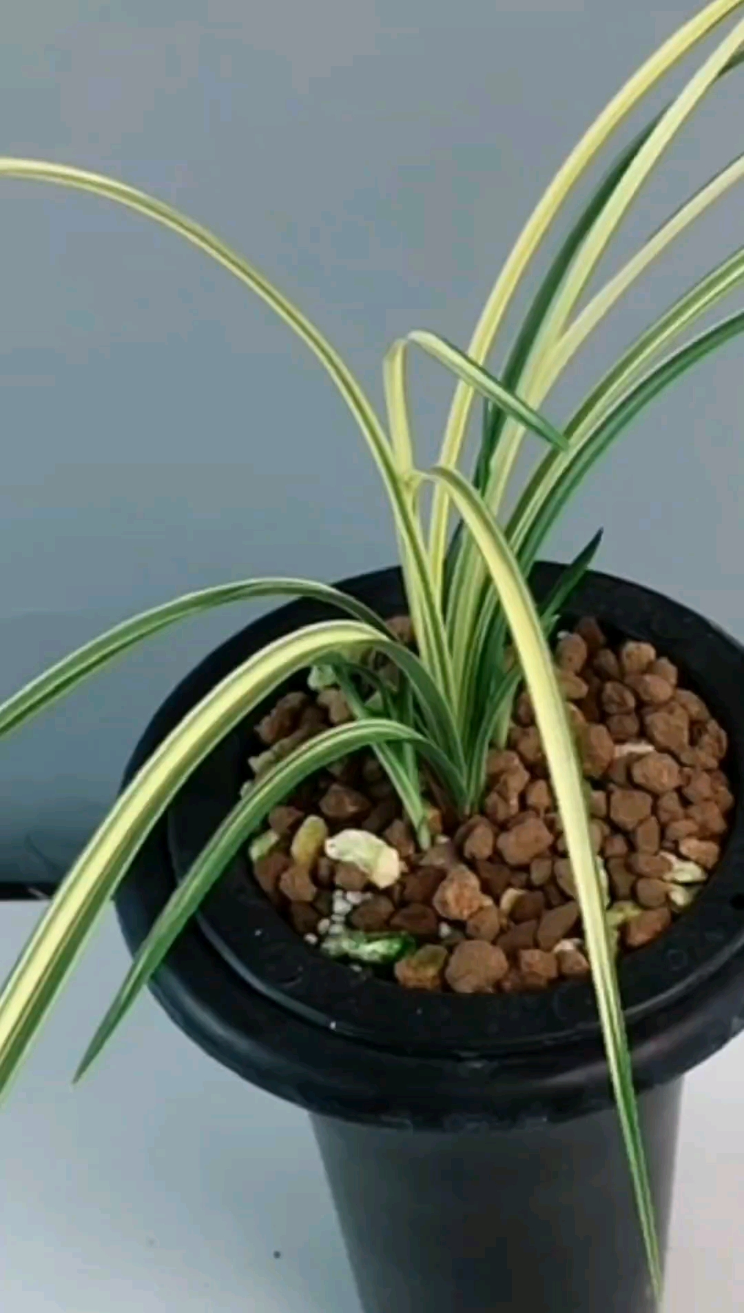 兰花精品蕙兰中透丝草出中透