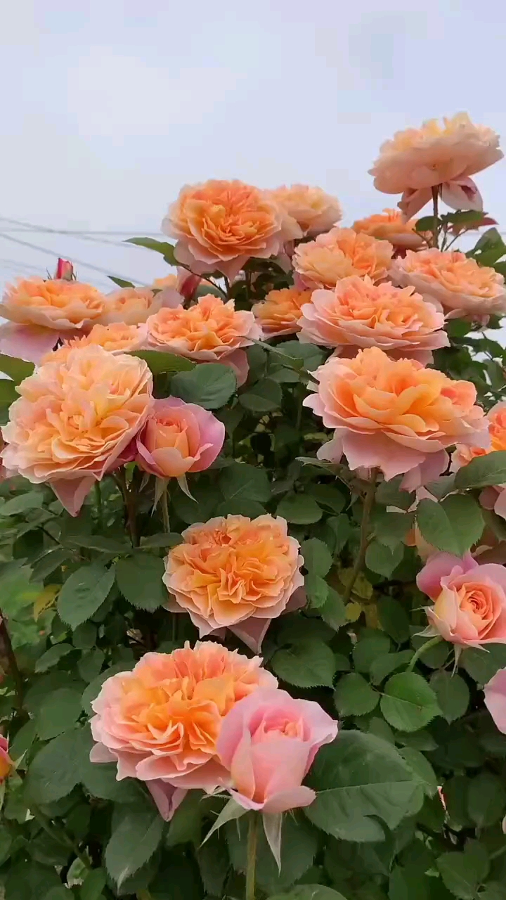 藤本月季印象派你喜欢吗