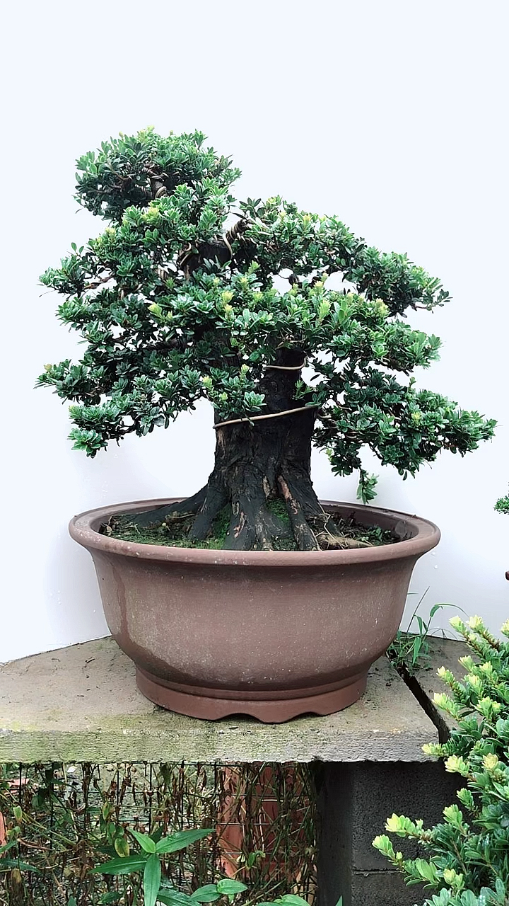 矮霸菊花罗汉松