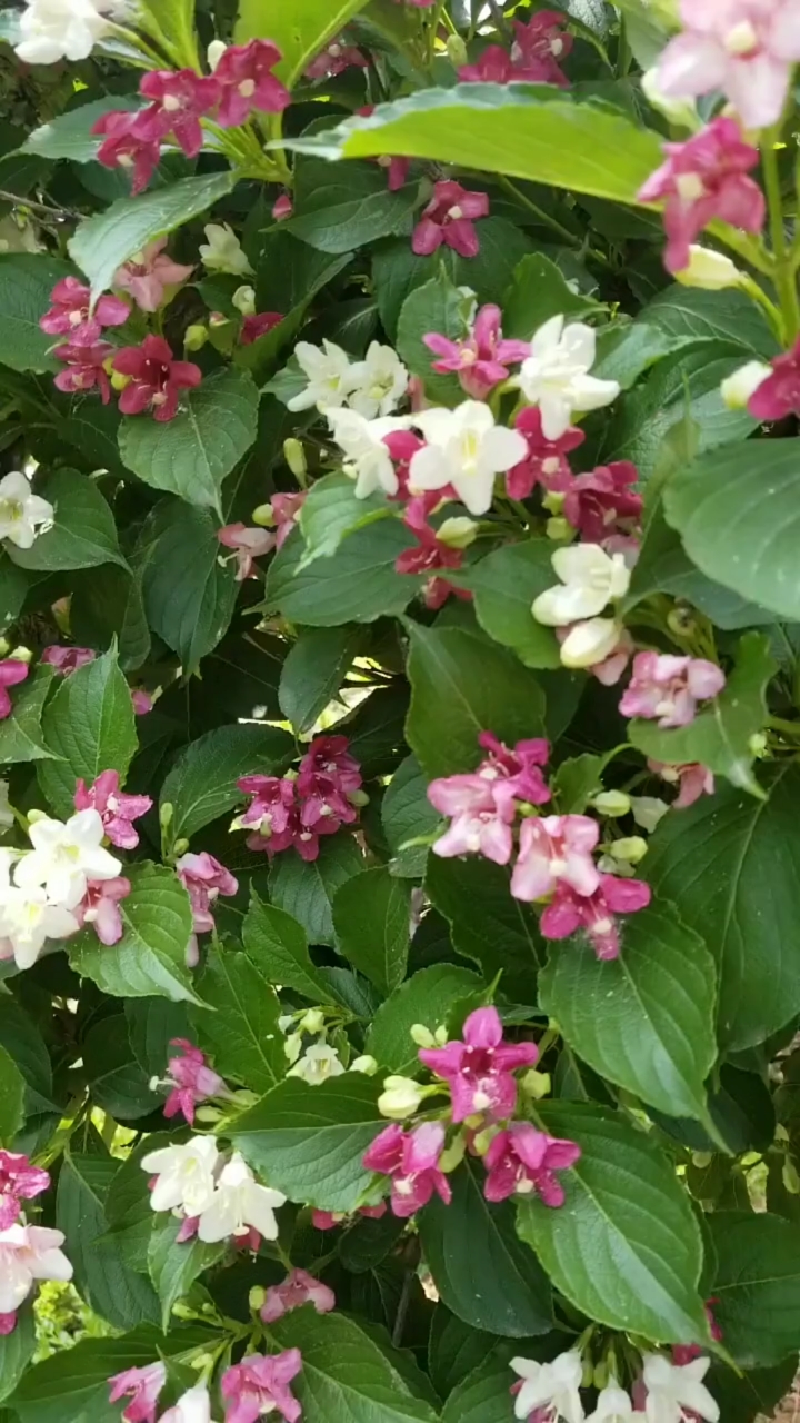 五彩锦带,寓意前程似锦开花彩色,特别耐寒