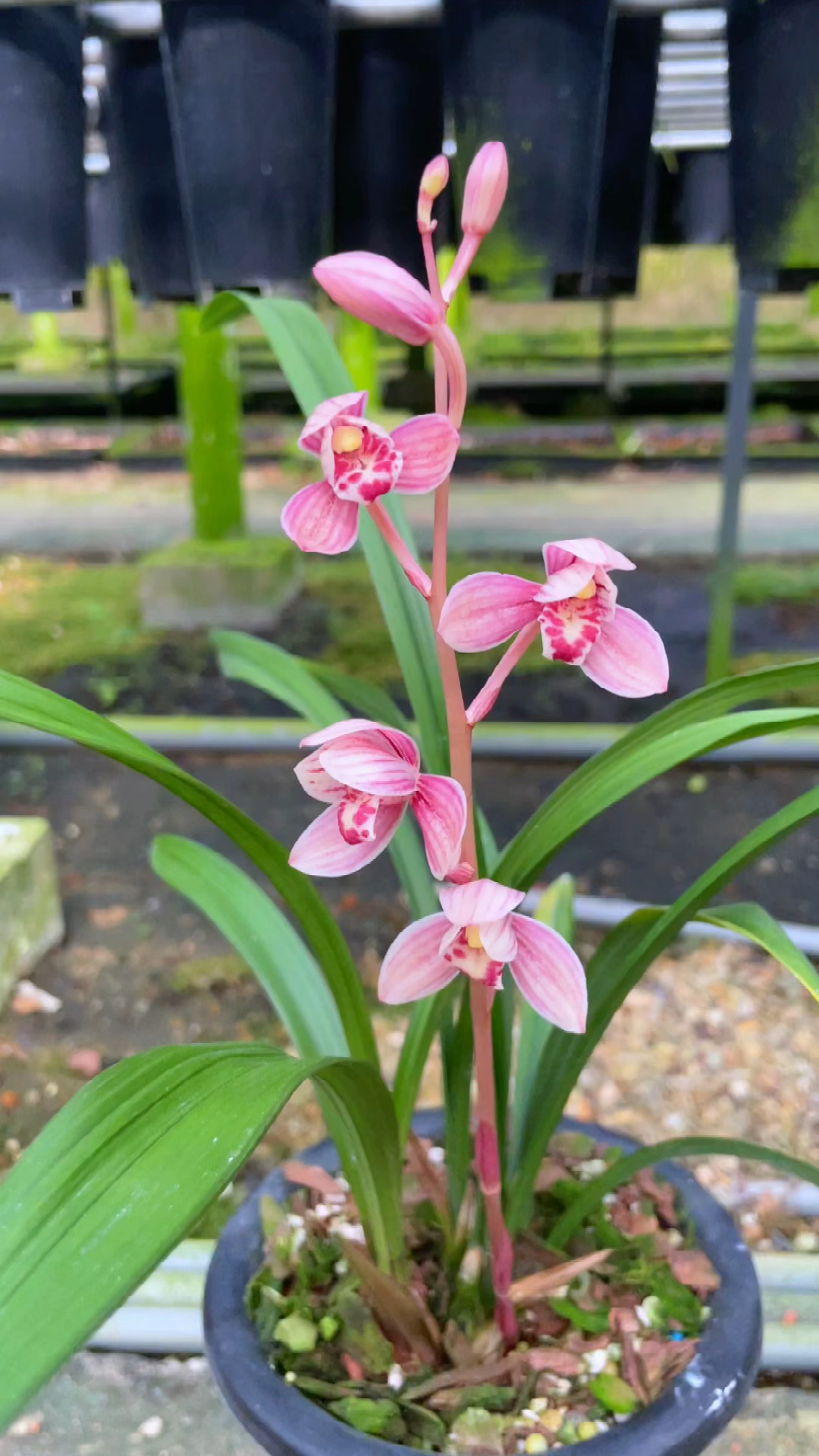 兰花色泽够艳瓣型够圆花够出架建兰东方红荷