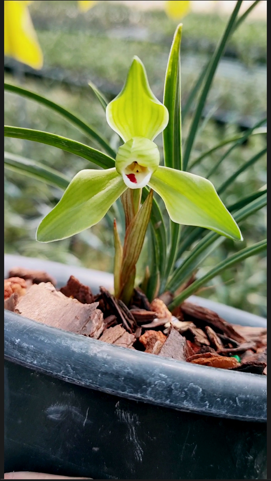 #兰花#宁波水仙春兰浓香型老品种