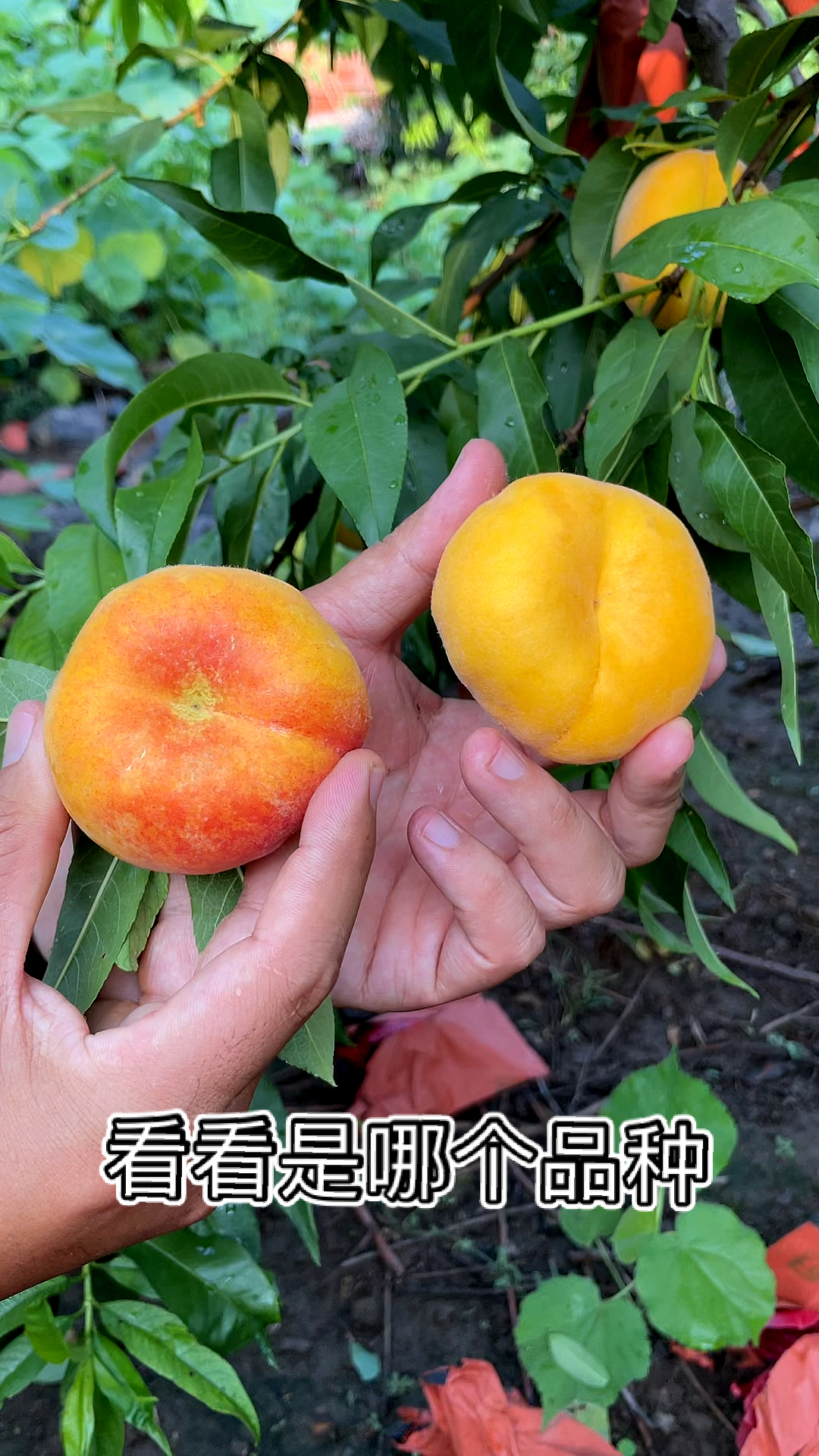 中蟠101号蟠桃,这是一个品种,区别是一个套袋,一个没有套袋