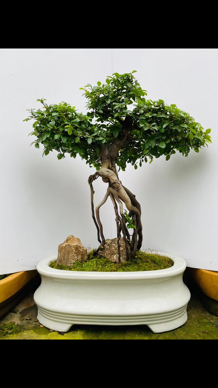 提根雀梅盆景盆景七贤之一非常好养