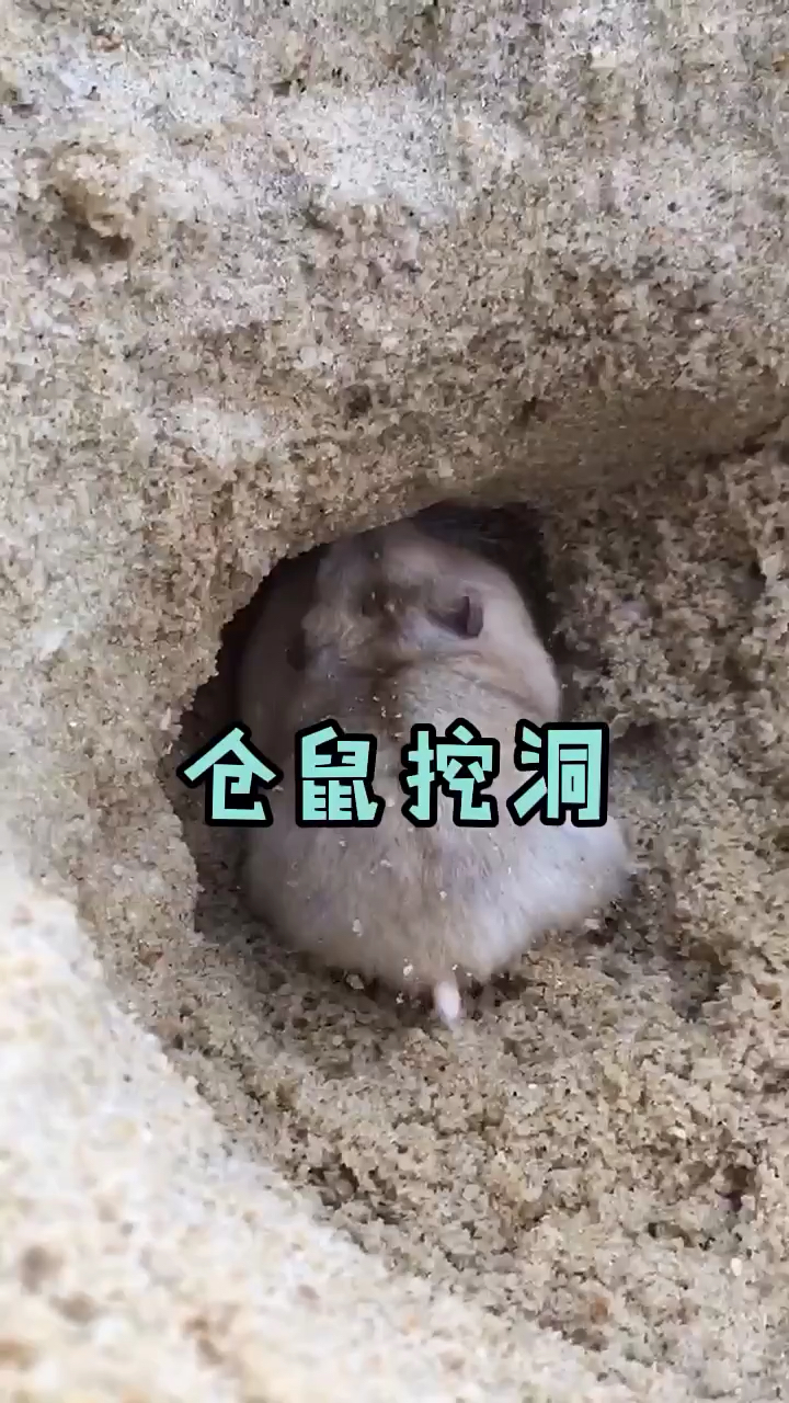 神宠来袭欢迎收看仓鼠挖洞养鼠日常分享仓鼠挖洞