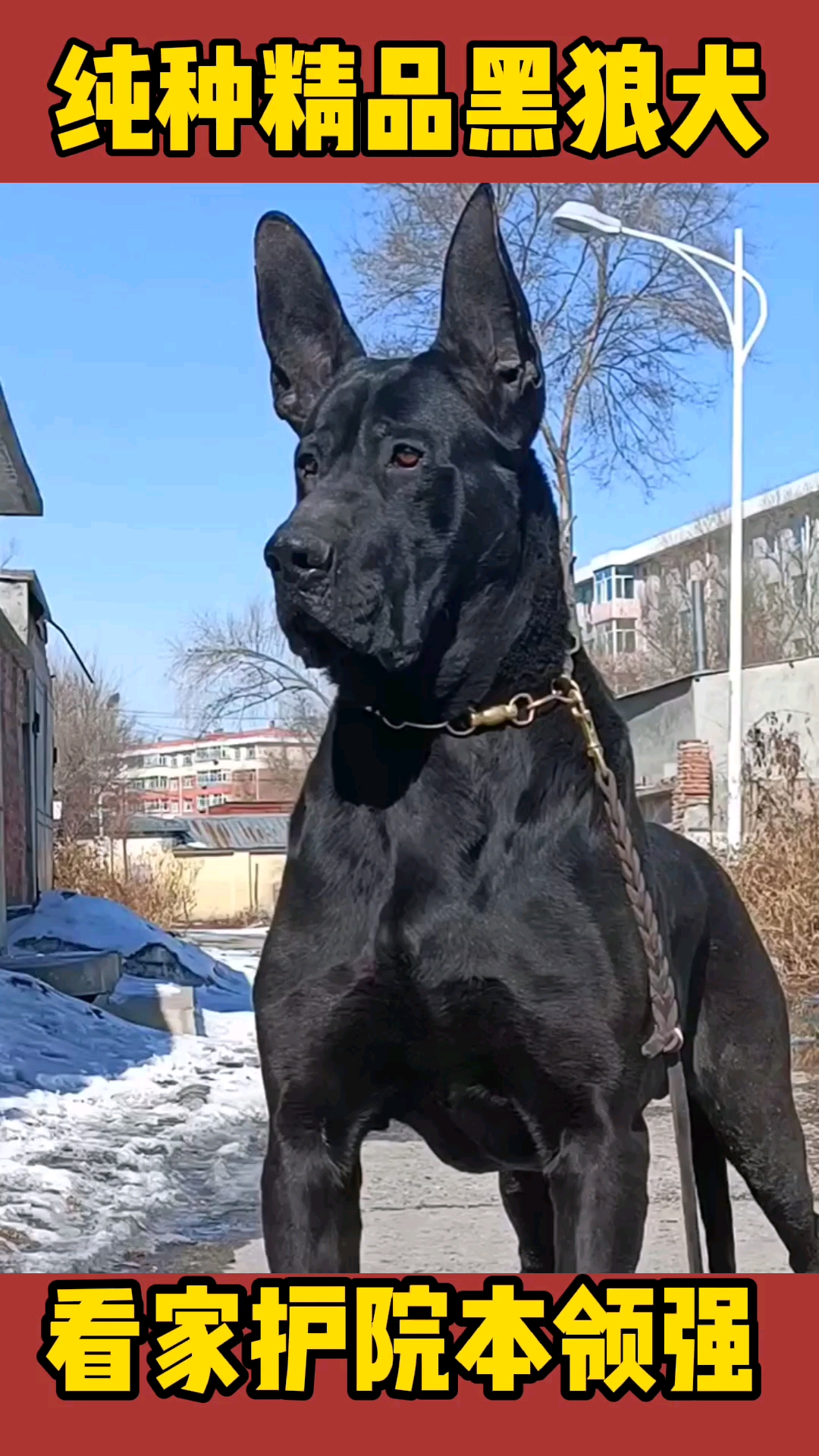 黑狼犬喜欢的朋友快来找我养一只吧
