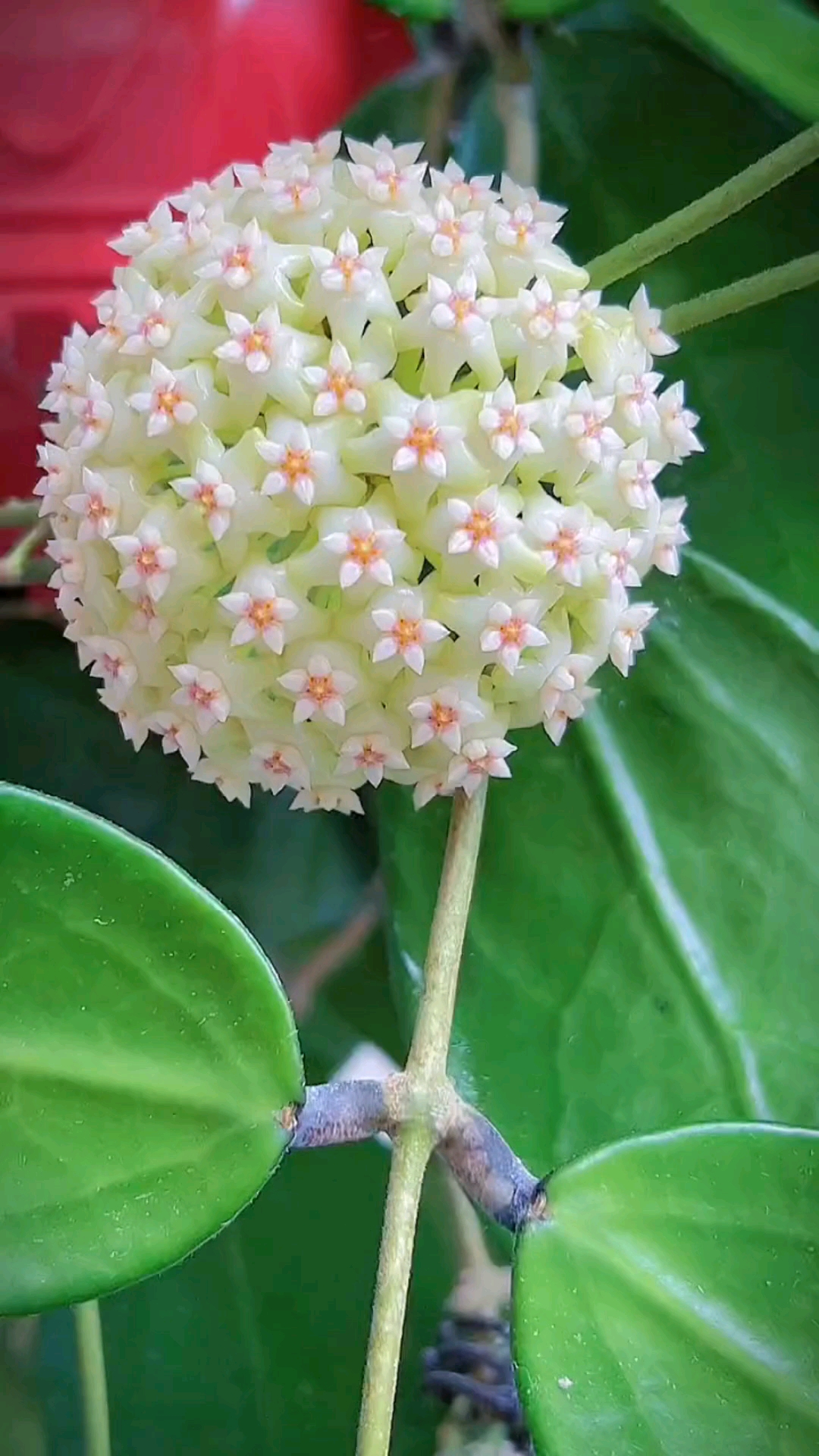 羊脂球兰,高洁素雅.