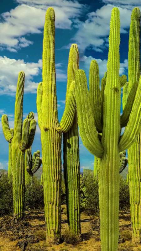 巨柱仙人掌,高可达6层楼高,重可达10吨,被称为沙漠中的巨人