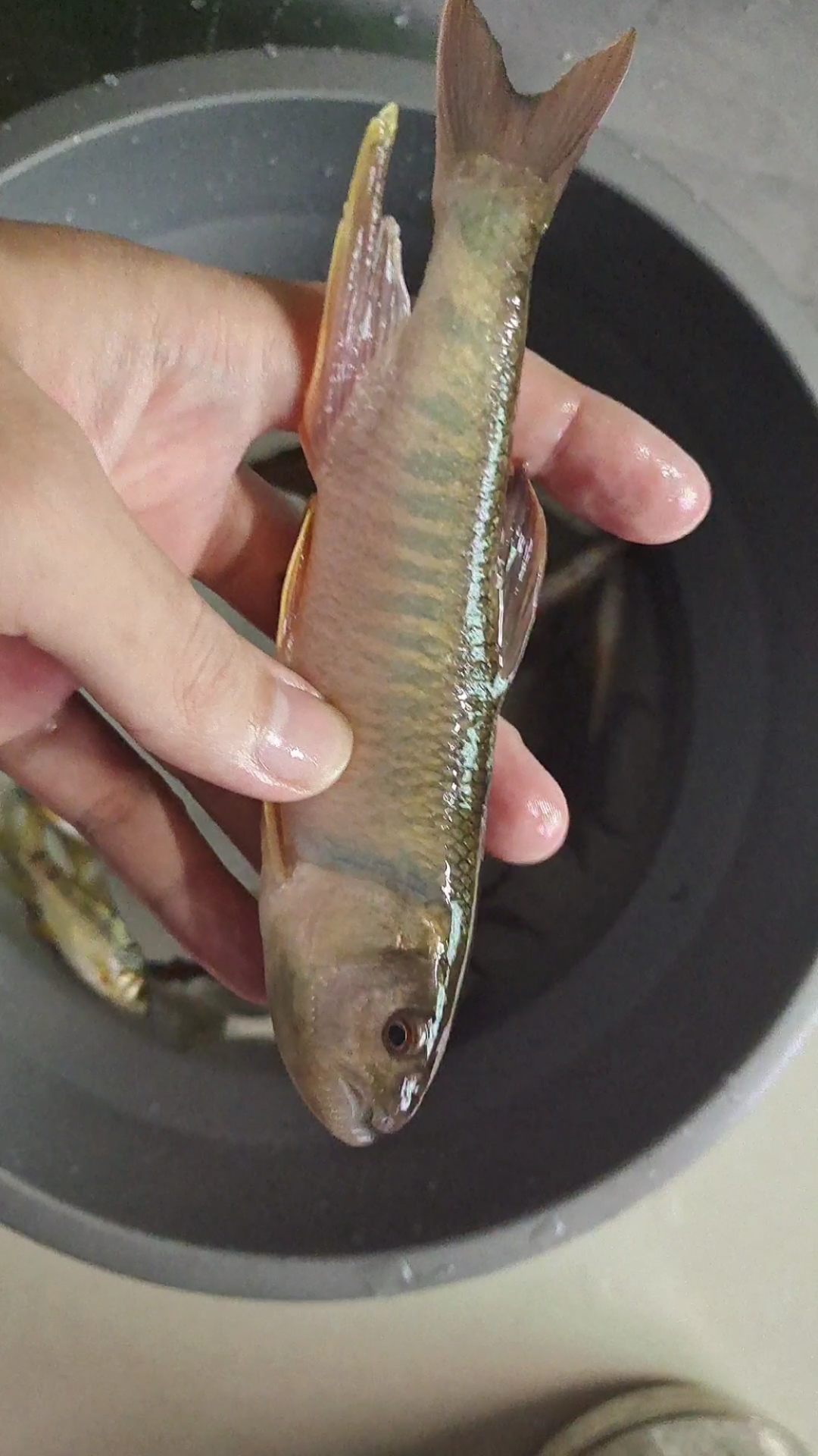 家鄉特色美食大馬口超漂亮