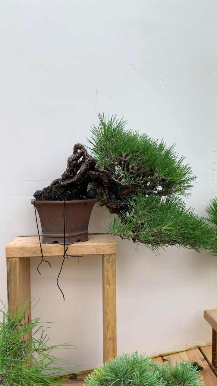 悬崖造型黑松盆景