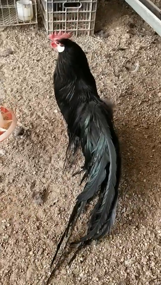 农村小院里养的鸡尾巴太长了,你见过吗