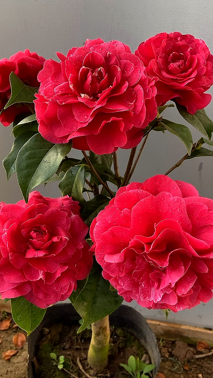 茶花西楚霸王茶花花开爆树效果