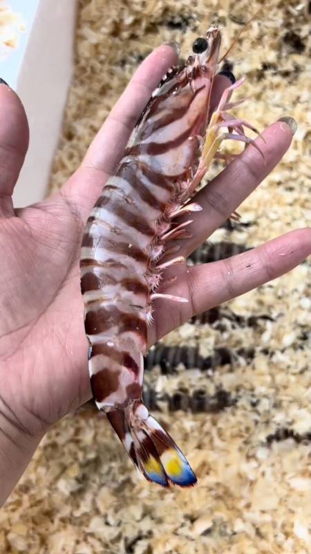 科普视频:很神奇的运输活虾方式,尤其是比较大的虾,用木屑包裹可以