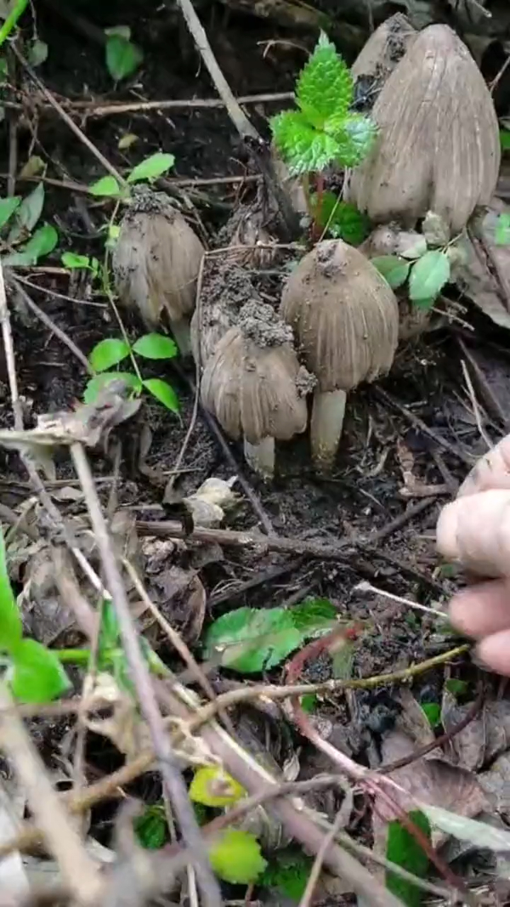 像"鸡枞"一样大的"墨汁鬼伞"%野生菌%采蘑菇%蘑菇