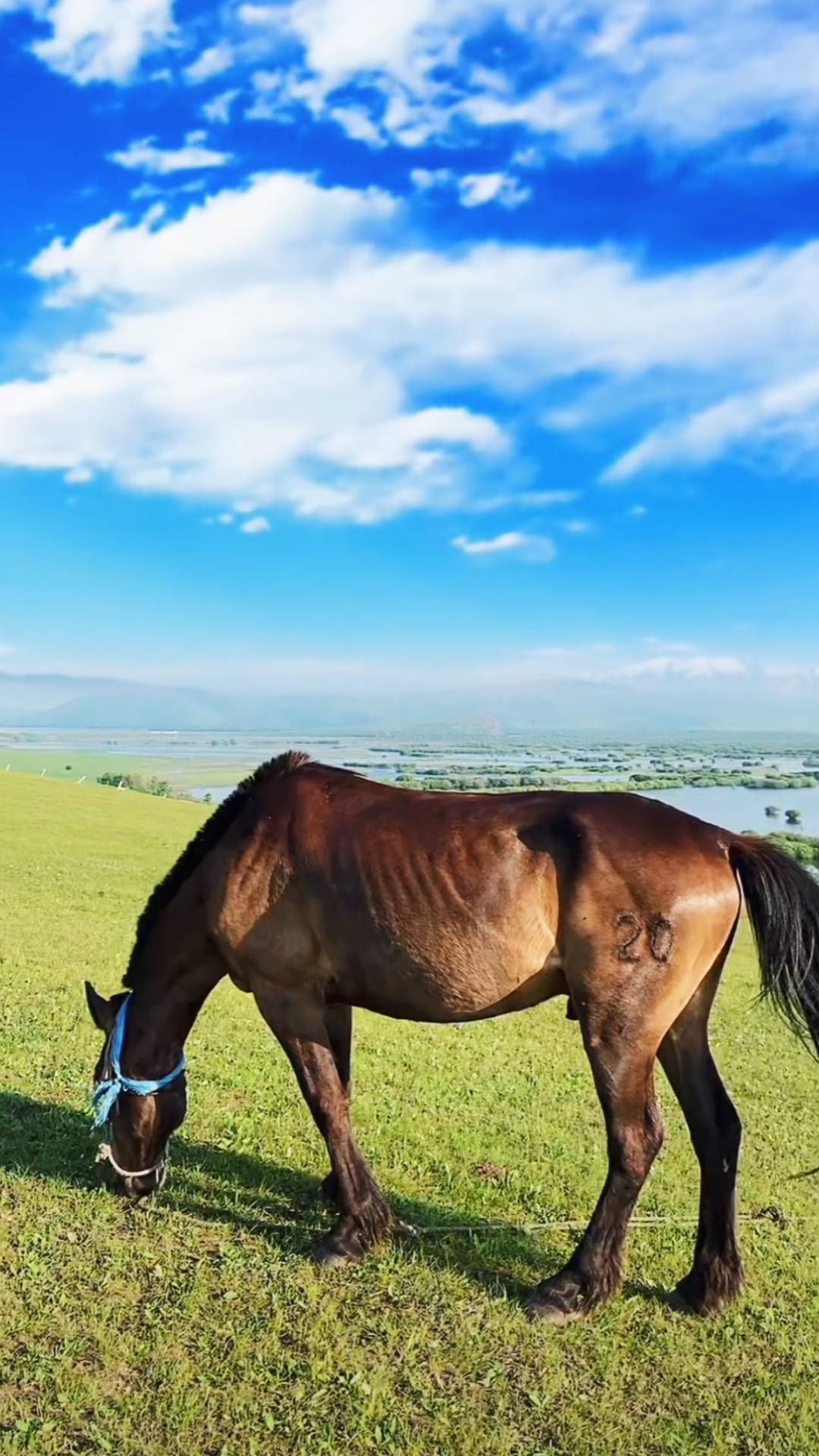 我要上热门#草原上马儿吃草,也要拴着,知道这是为什么吗?