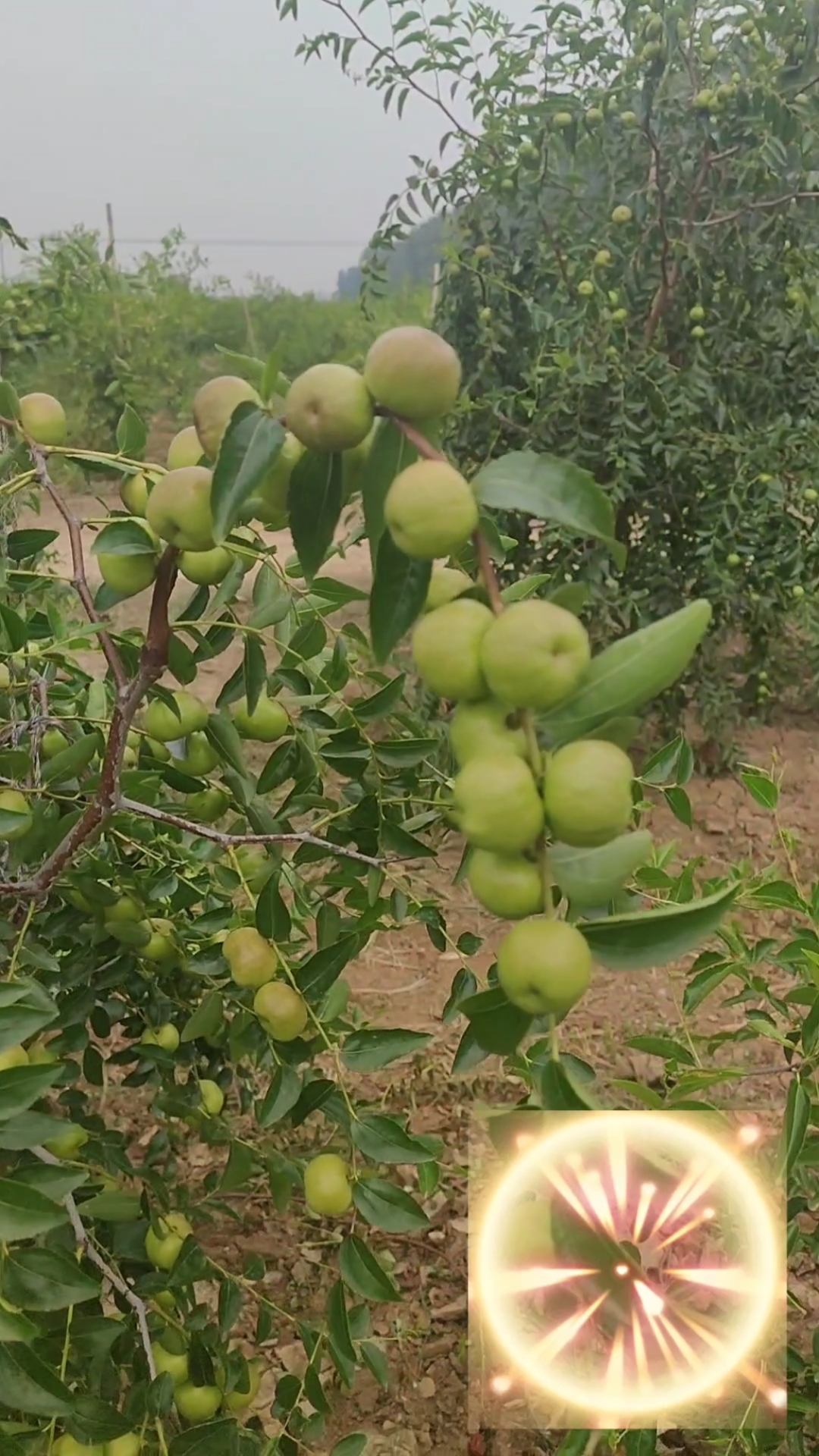 不一样的人生走进河南漯河蟠枣基地