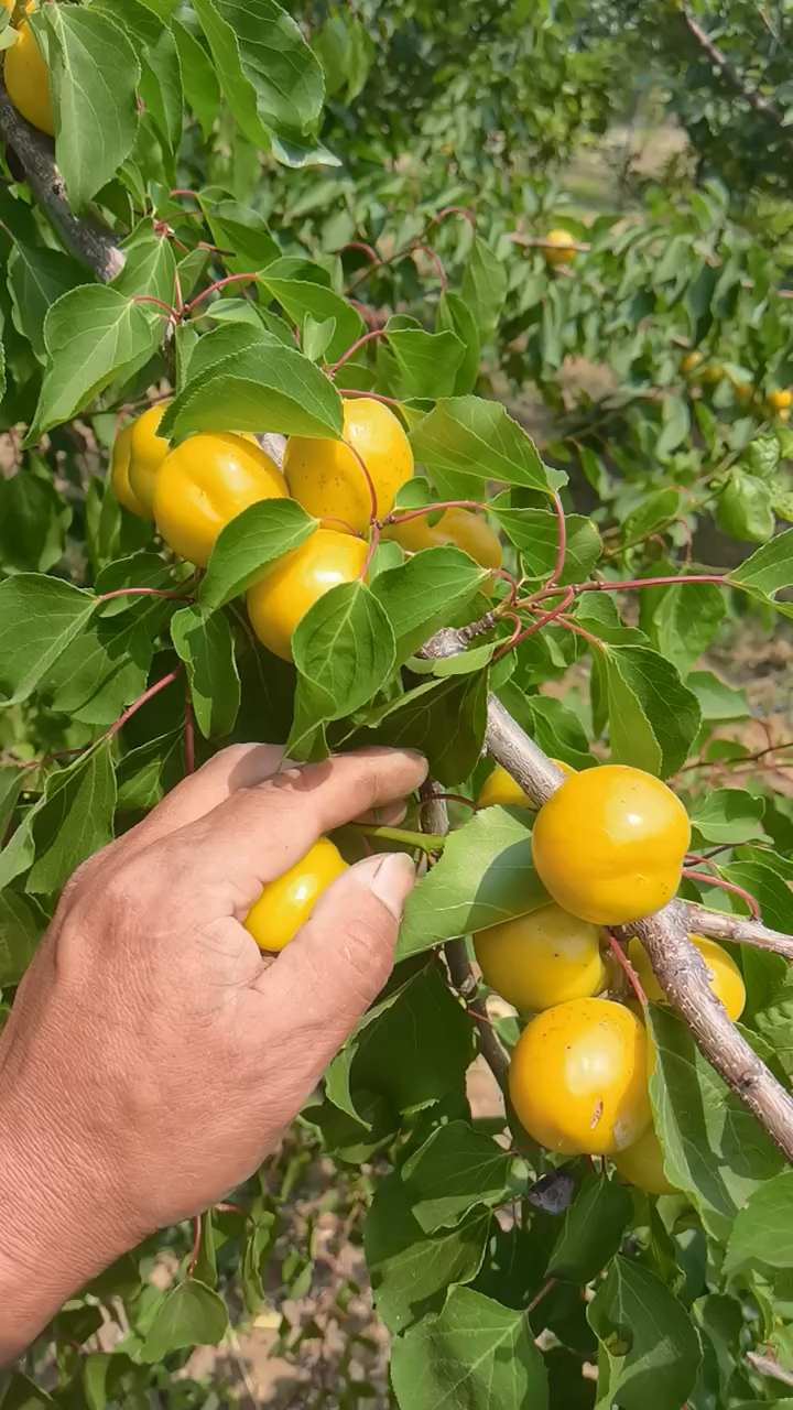 杏子6月成熟杏珍珠油杏品种杏树苗种植培育三年开始挂果