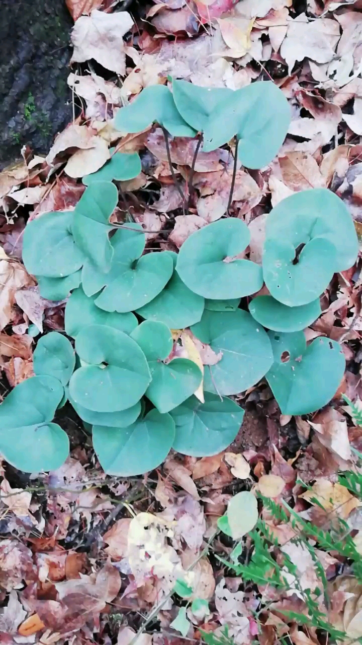 九华山的中草药,马蹄香!