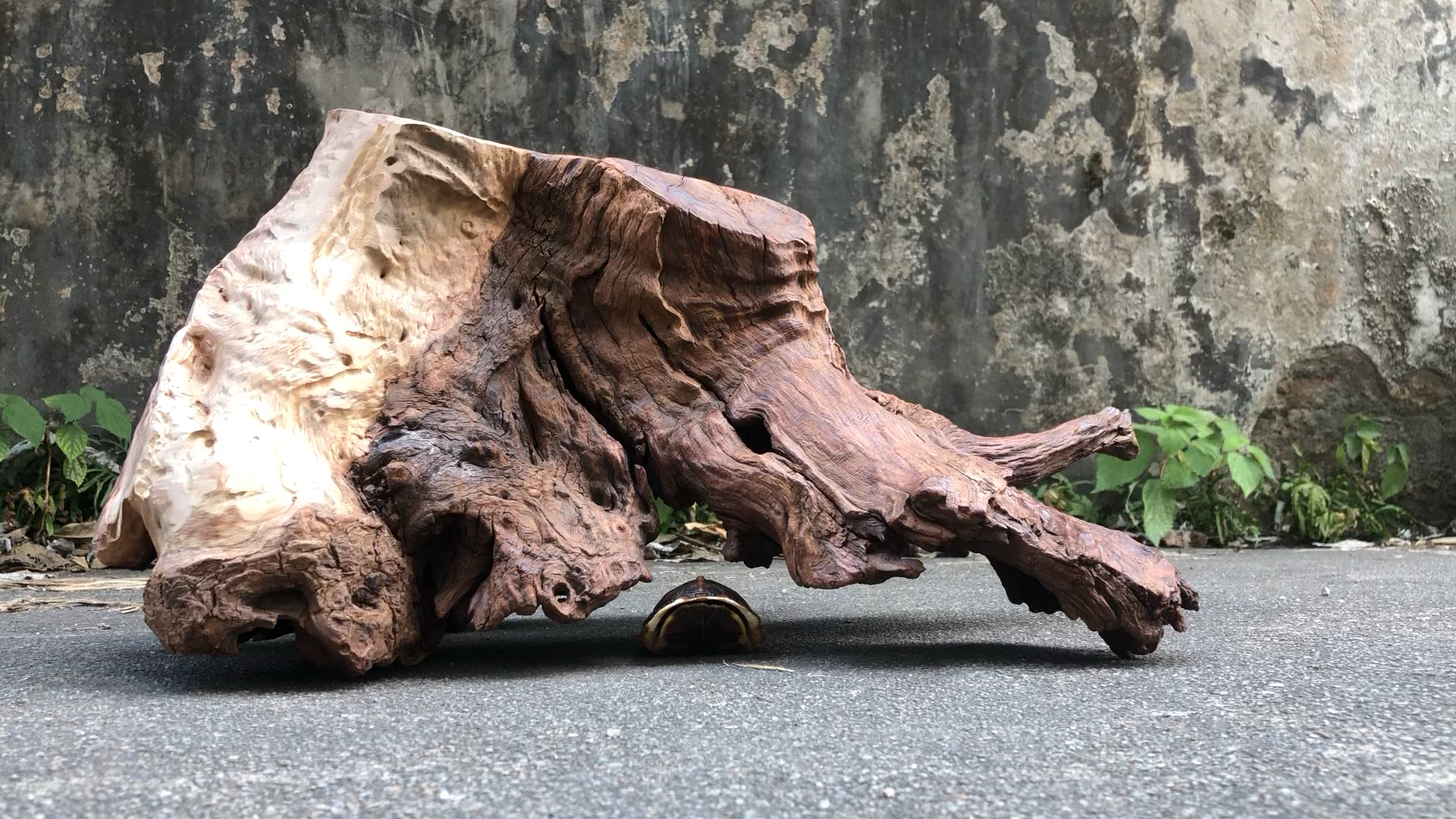 紫柚沉木全镂空树桩#鱼缸造景沉木