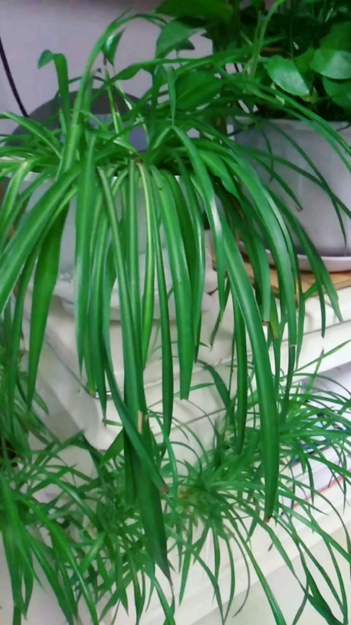 手机摄影#茂盛碧绿的植物