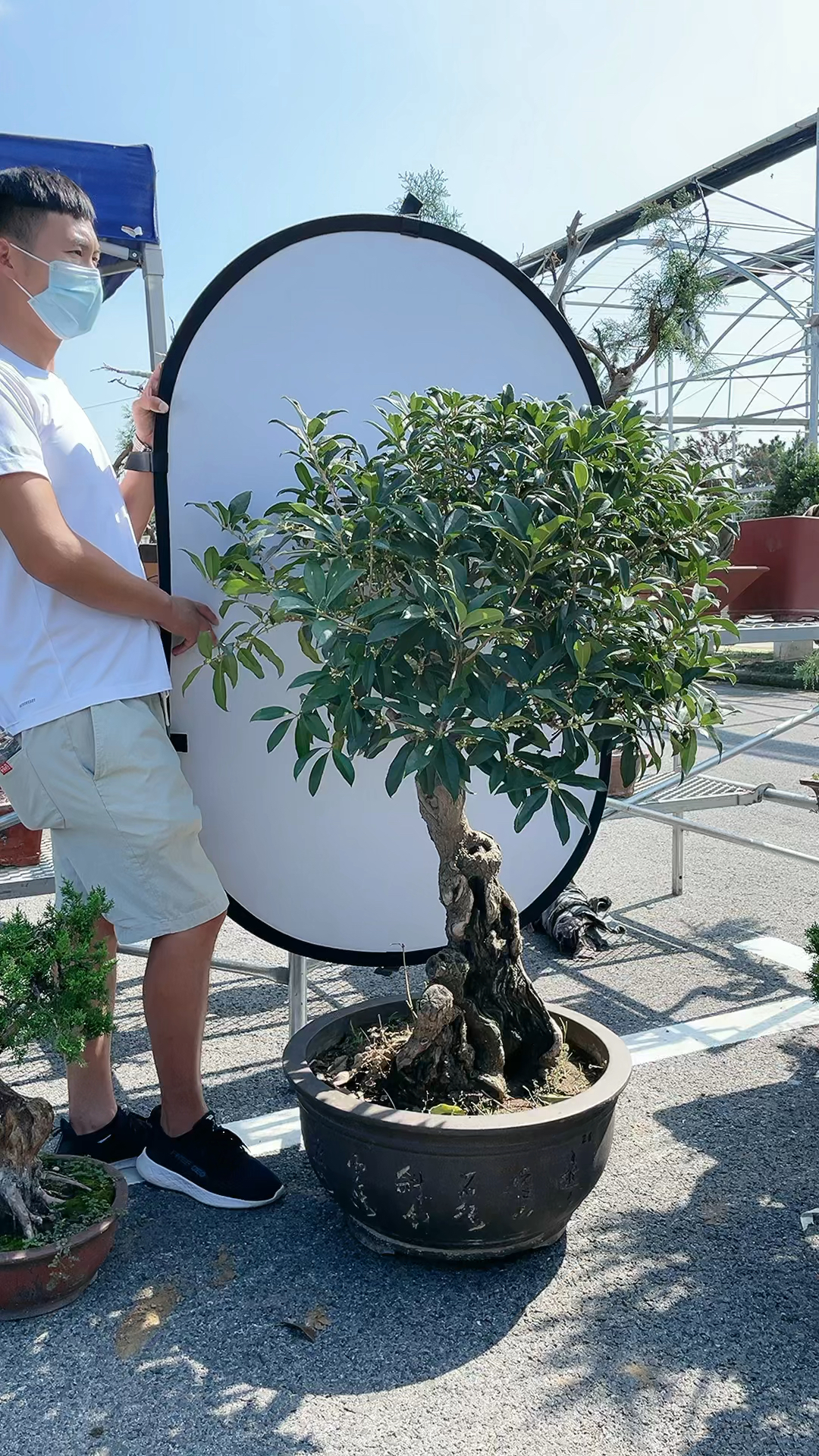 碳化舍利杆的丹桂桂花树盆景您猜树龄有多大