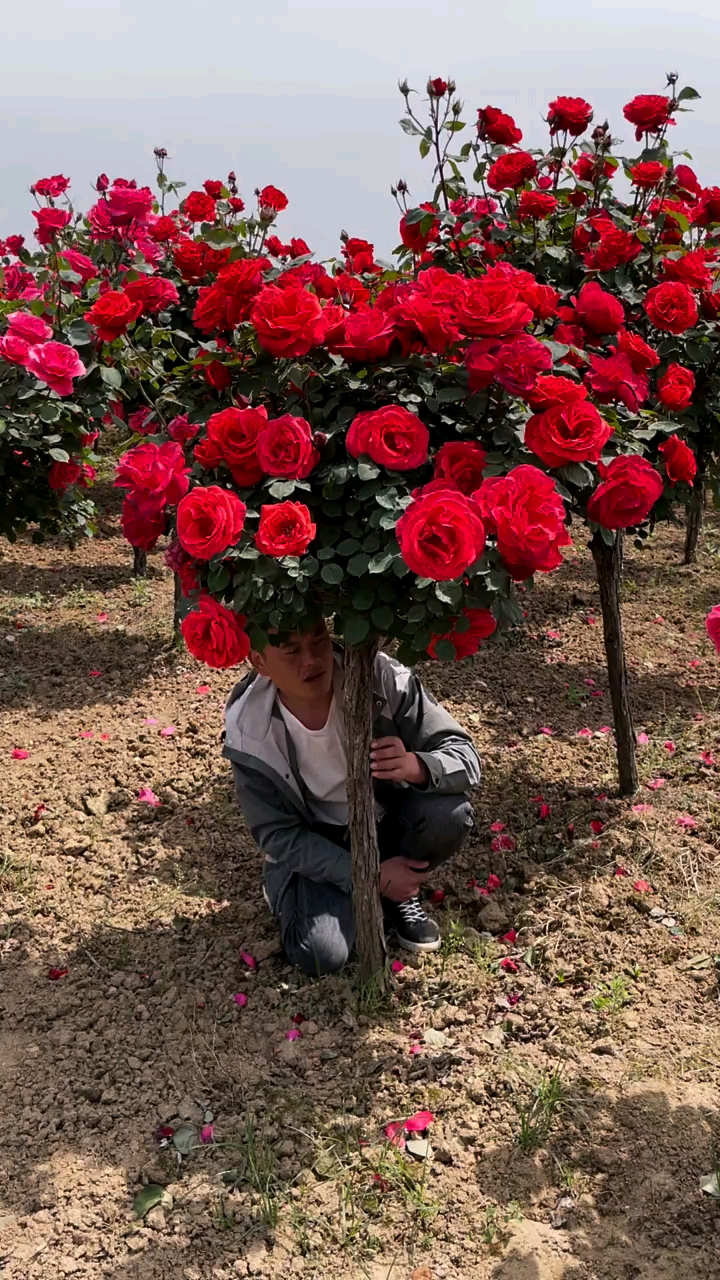 国月大花红扇开大红色庄重美丽漂亮