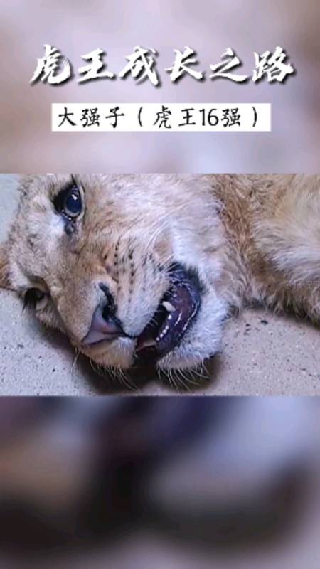 东北虎#狮子群殴东北虎,最后东北虎咬死狮子-全民小视频