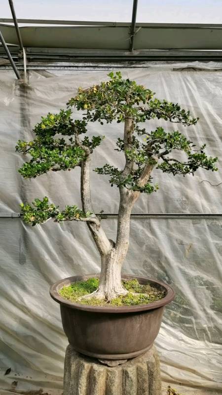 大树形态瓜子黄杨树皮真白呀