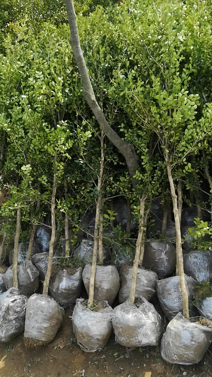 高杆瓜子黄杨树,四季常青不落叶