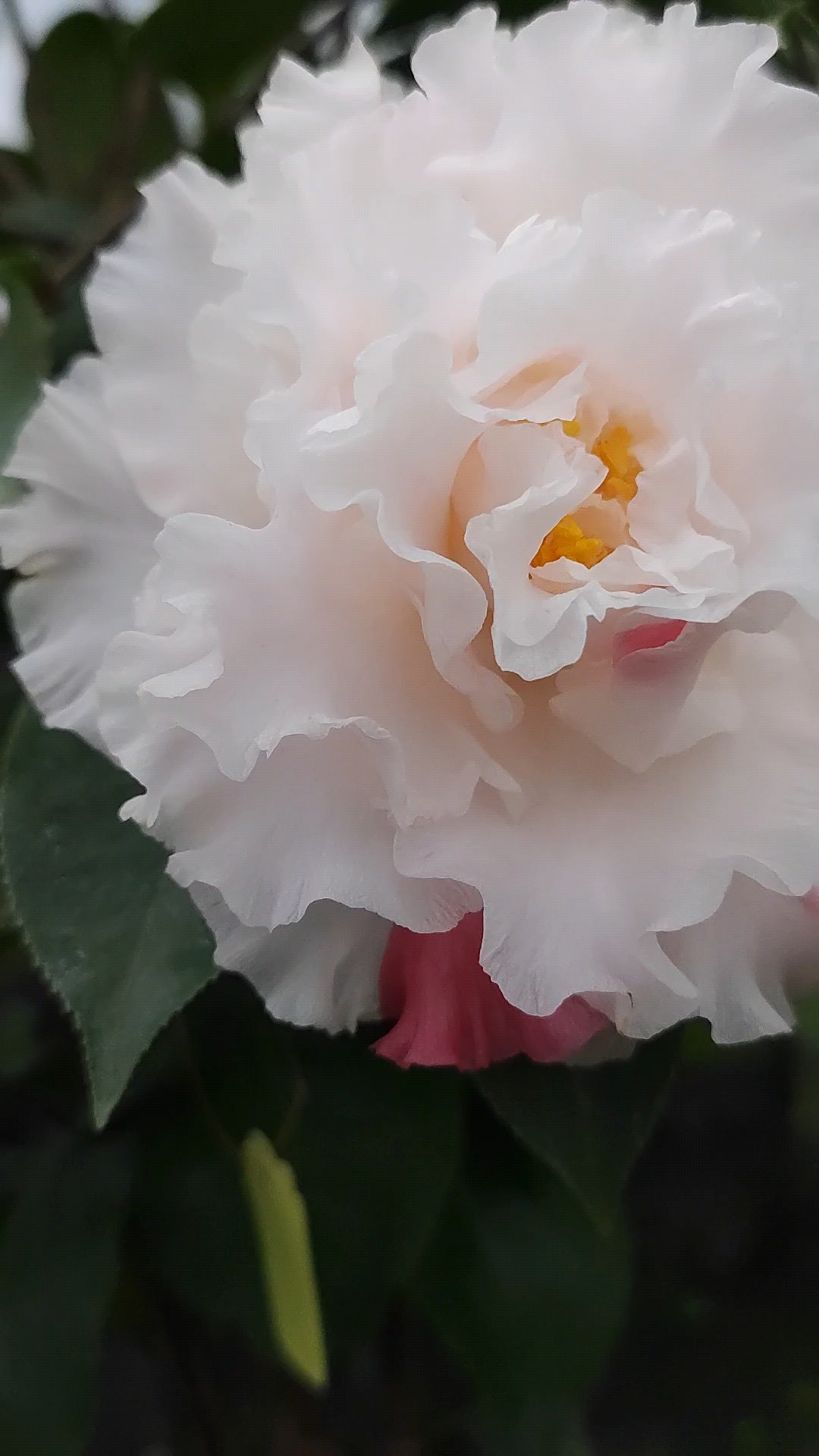 茶花白色依莲贝蒂