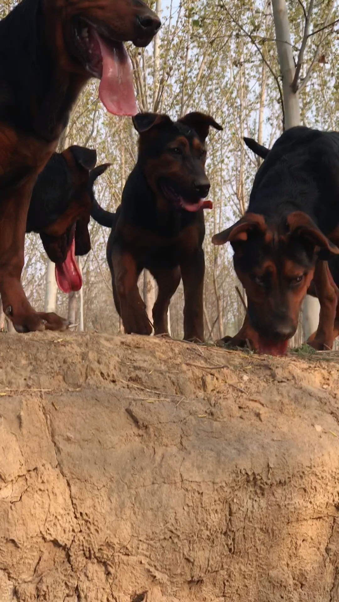 萊州紅犬萊州紅犬蘇聯紅犬中國紅犬